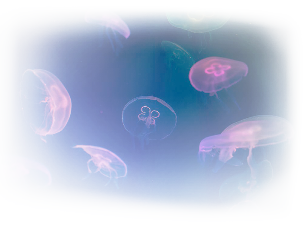 jellyfish